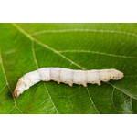 Nutritime Serrapeptase, The Enzym of the Silkworm 120.000iµ