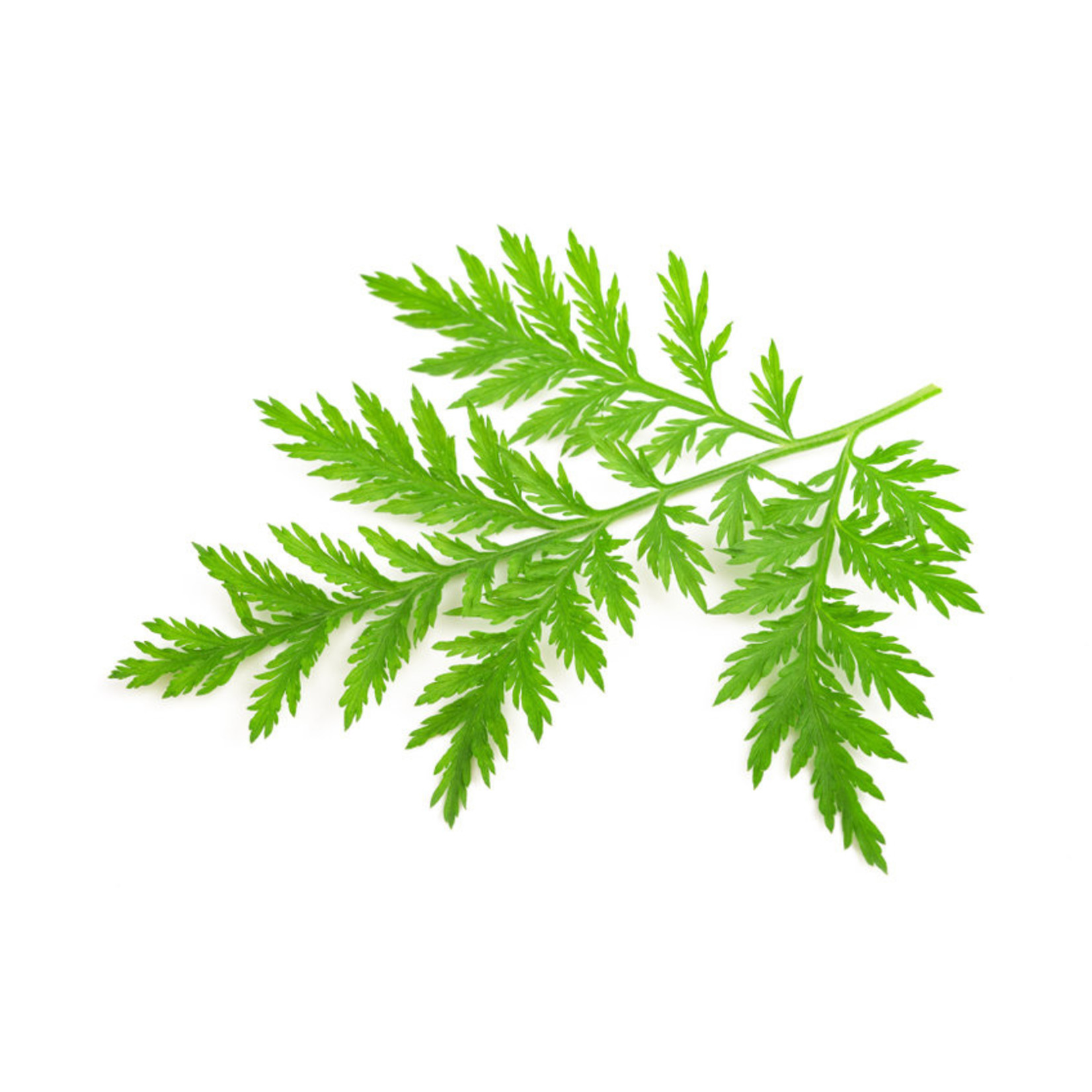 Nutritime Artemisia Anua gemahlenes Pulver