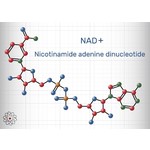 Nutritime NADH Nicotinamidadenindinukleotid Sublingual