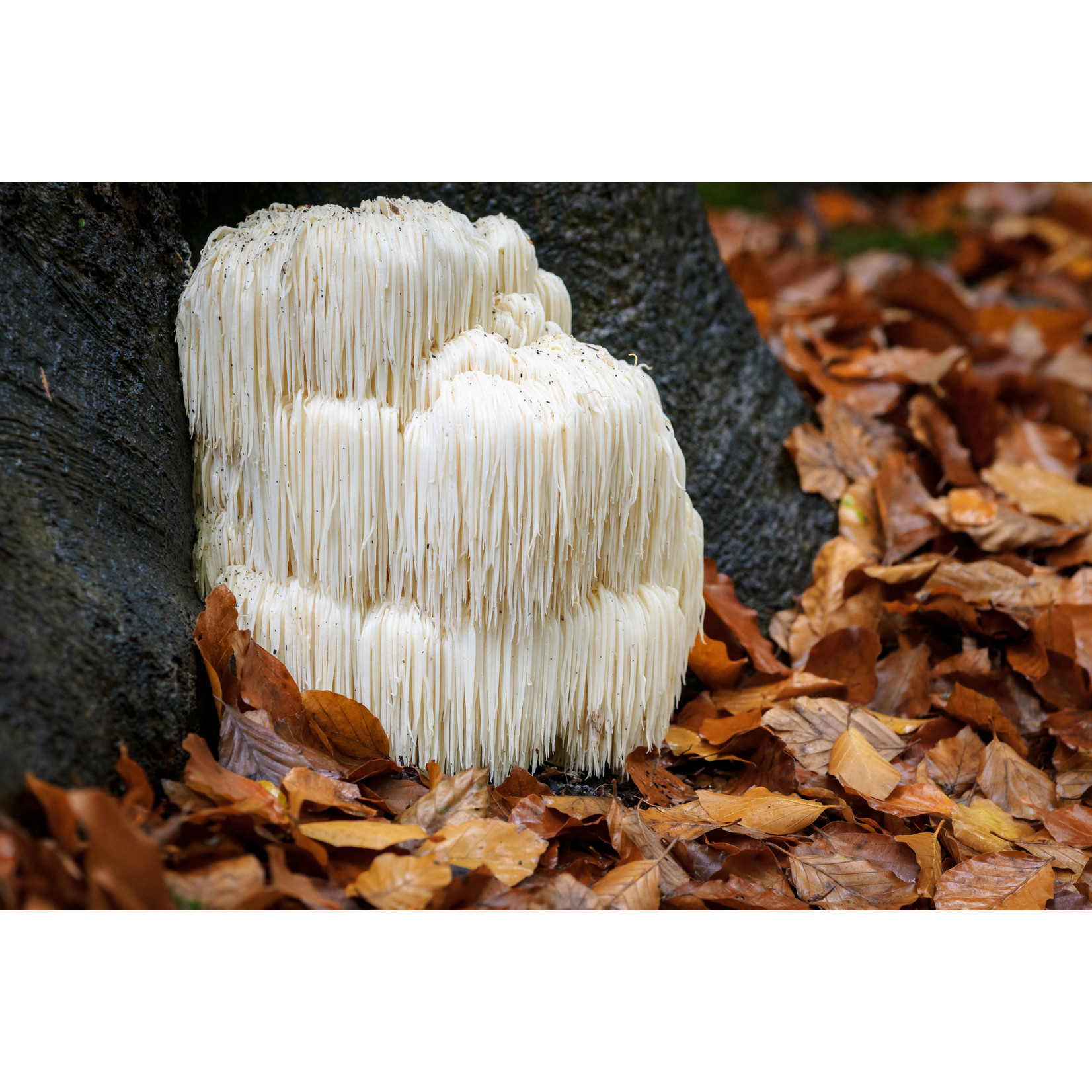 Nutritime Hericium Glucan Extrakt, Lions Mane Pulver