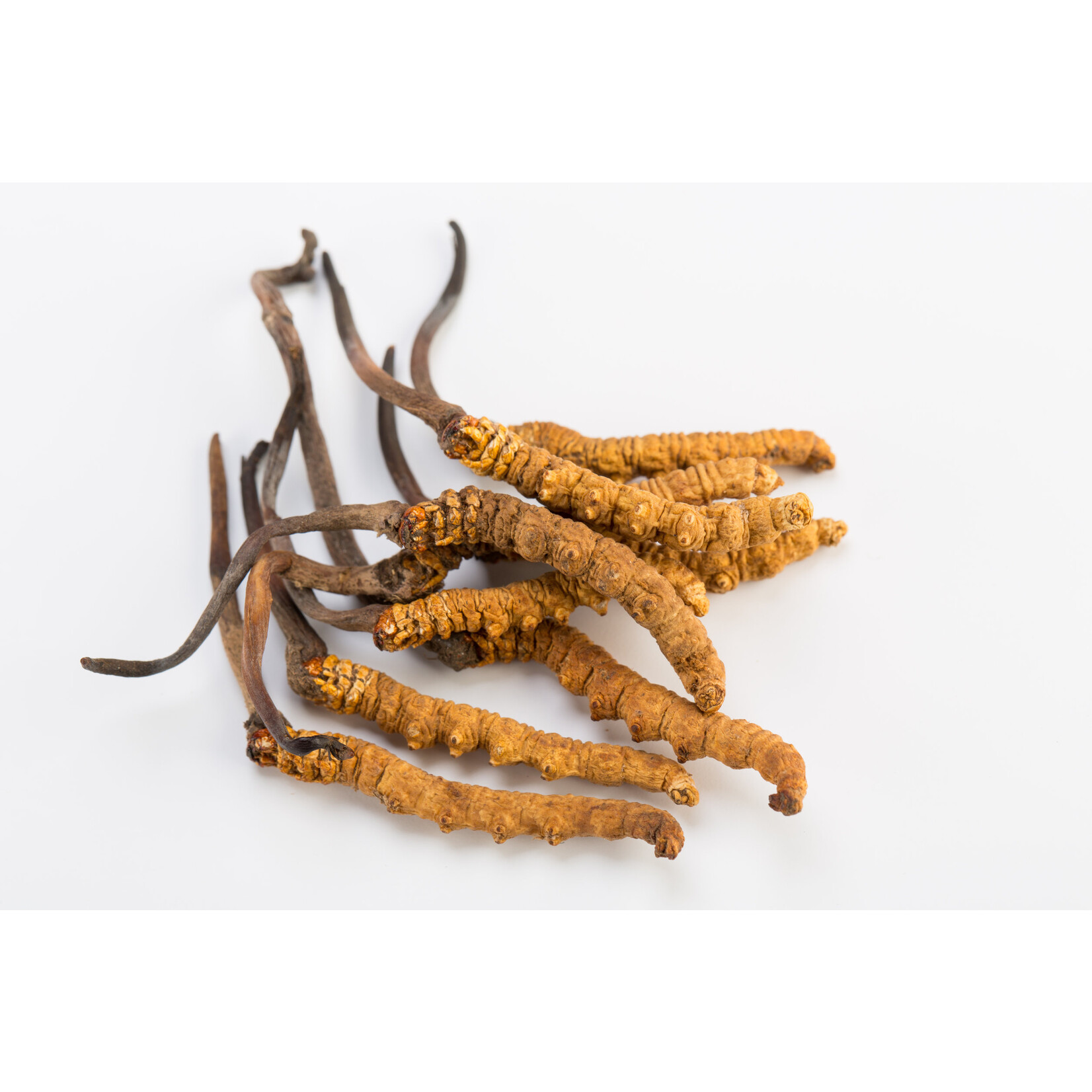 Nutritime Cordyceps Sinnensis, Raupenpilz Extract