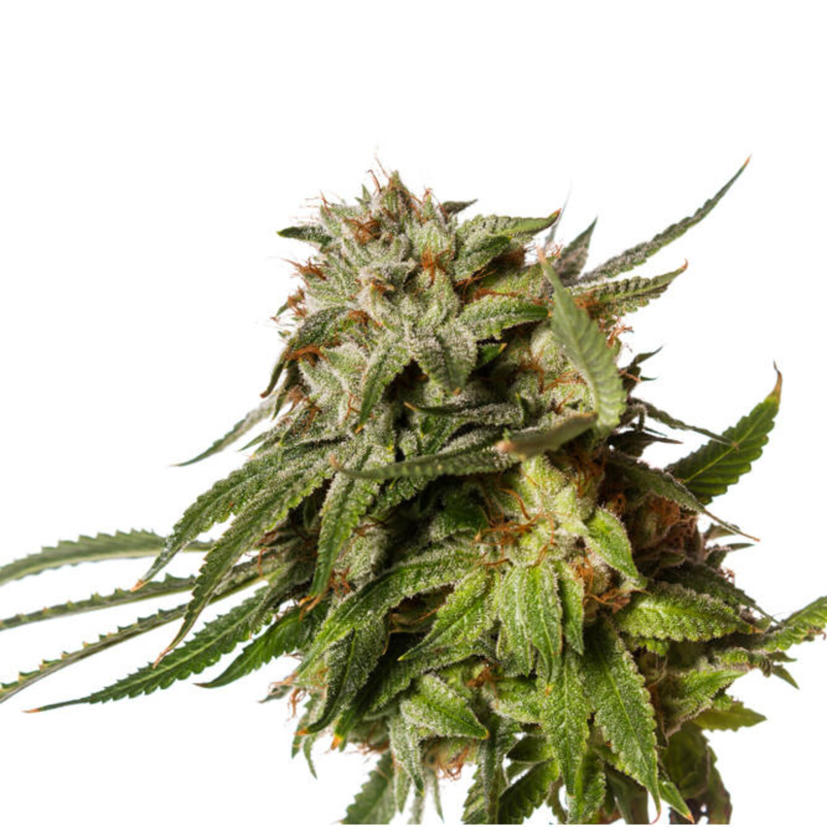 Nutritime Gorilla Glue 4 - Cannabis Samen