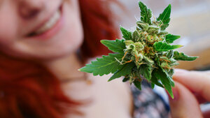 Cannabis-Anbau - So geht's