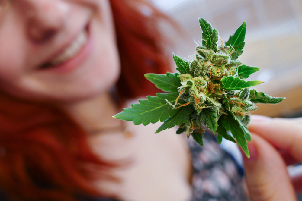 Cannabis-Anbau - So geht's