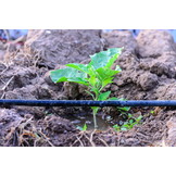 Druppelslang - compleet irrigatiesysteem - 50 m