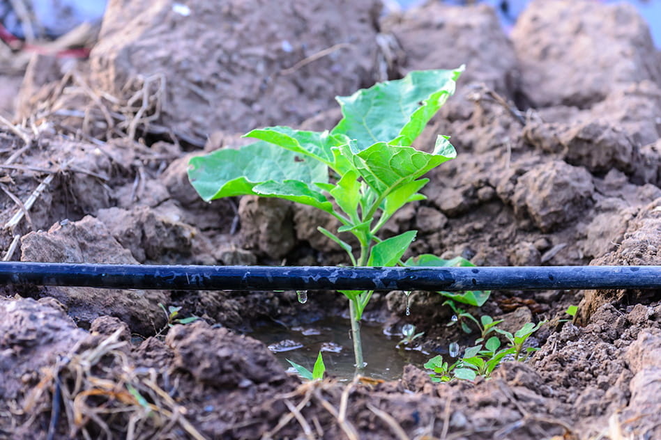 Druppelslang - compleet irrigatiesysteem - 50 m