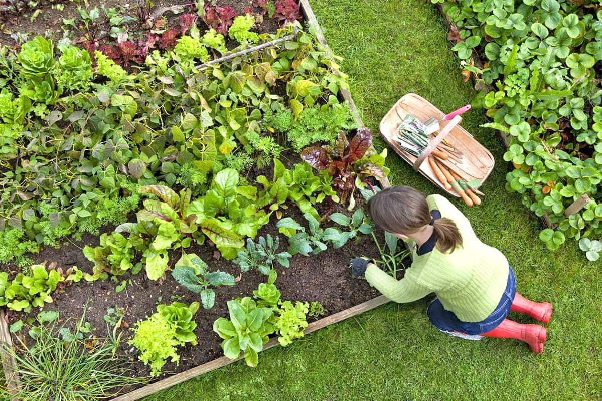 Moestuinbak - met groente zaden - 120x120x18cm
