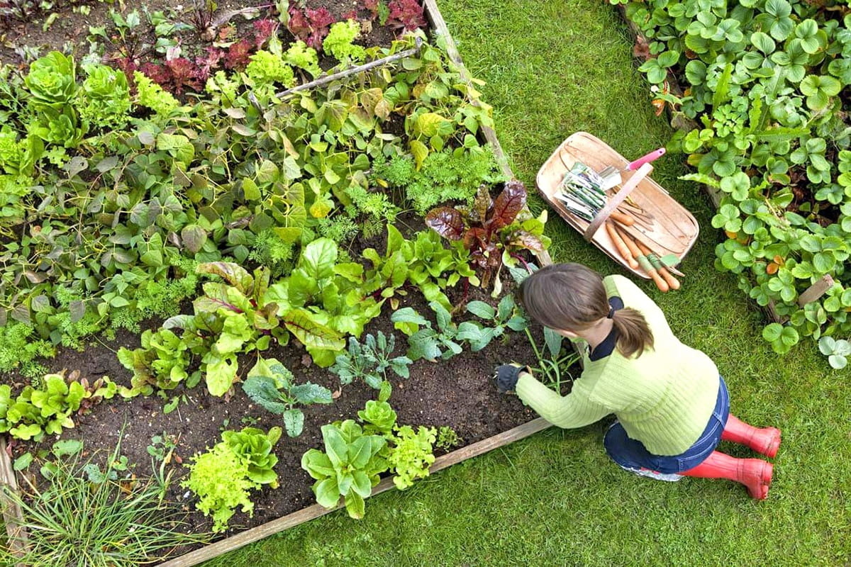 Moestuinbak - incl. zaden - 150x150x18cm - 405L