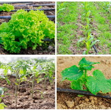 Druppelslang - 400m - UV-bestendig - zwart