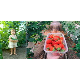 Tuinkas - 600x300 cm - UV-beschermde folie - groen