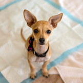 Trainingsmat voor honden - 90x60cm - absorberend - wit/blauw