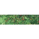 Garden Line - vogelnet -  8x20m - 16 pinnen - groen