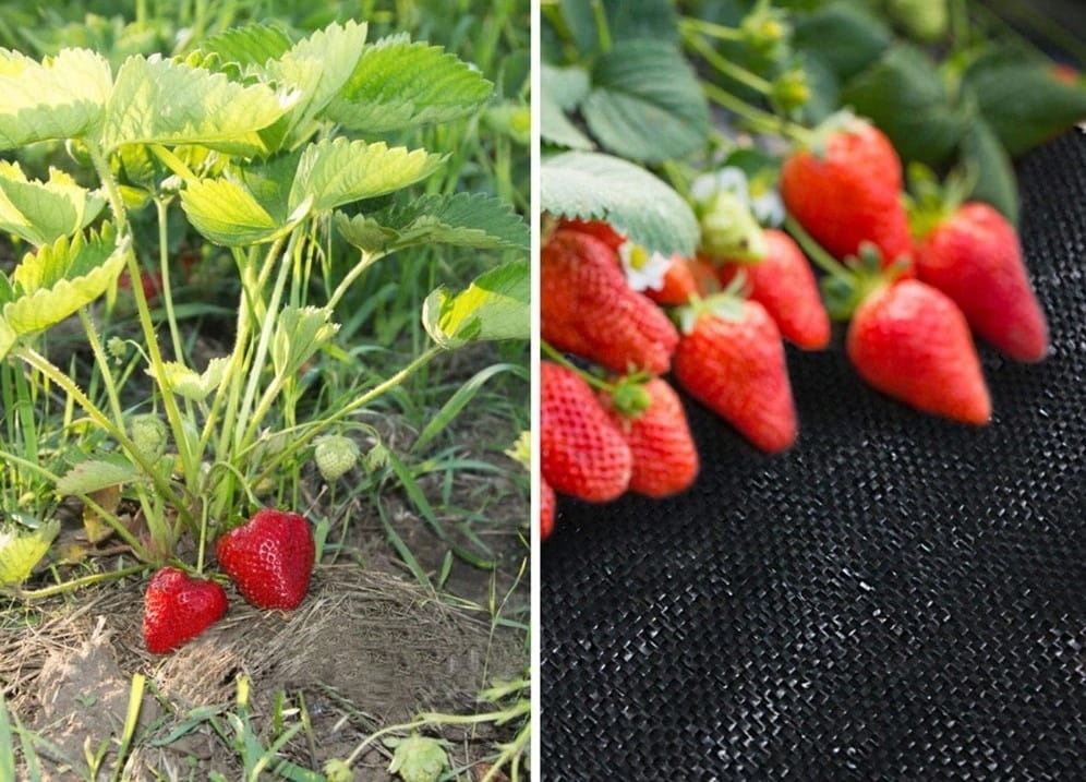 Anti worteldoek - Agrotextiel - 1,1 x 50 m - 50 grondpinnen