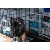 Hondenbench extra groot - 121x74x80,5 cm