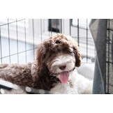 Hondenbench - zwart - 91x57x63,5