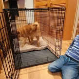 Hondenbench XXL - 106x71x81 - Metaal