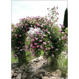 Rozenboog - zwart - metaal - 110x39x230cm