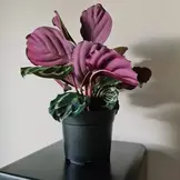 Kweekpotjes - set van 500 stuks - Ø16x13 cm - zwart