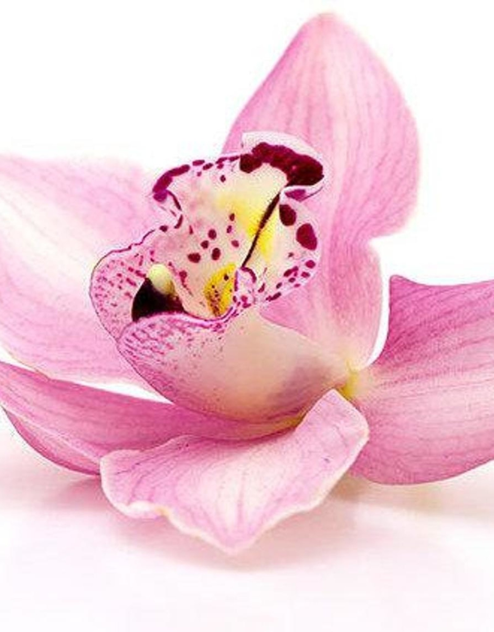 Waxmelt Winter Orchid 15 gram