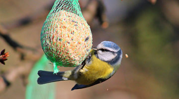 Vogels