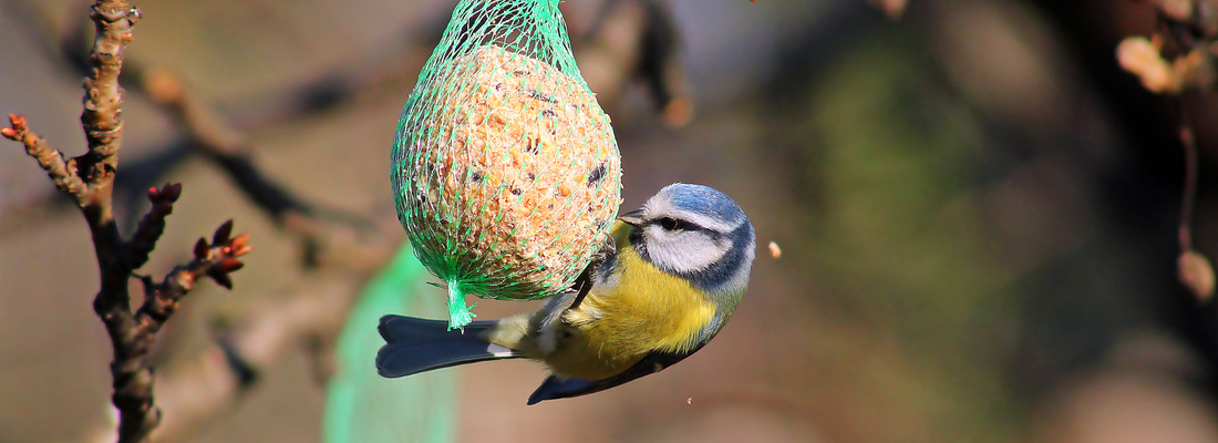 Vogels