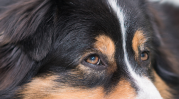 Hond