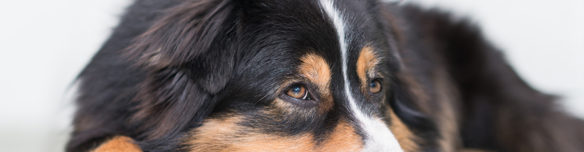 Alles voor je hond