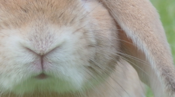 Knaagdieren