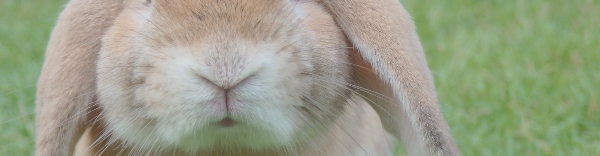 Knaagdieren