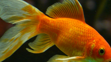 Waterdieren