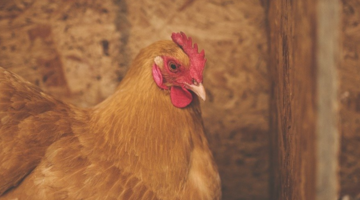 Boerderij Dieren