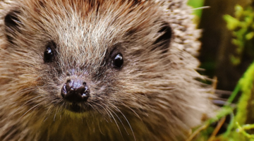 Buitendieren