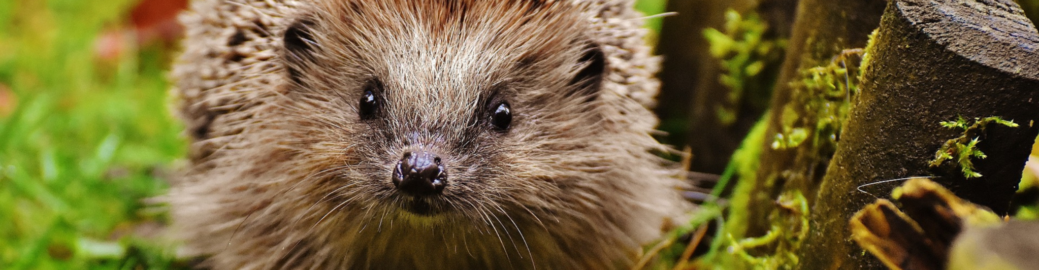 Buitendieren