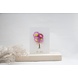 Cocoomade Kaartje droogbloemen It's a girl Cocoomade Kaartje droogbloemen It's a girl