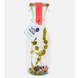 Pineut Tafelwater roos, bergthee hibiscus Pineut Tafelwater roos, bergthee hibiscus