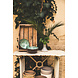 P'tit Pot Coconutbowl Green Forest P'tit Pot Coconutbowl Green Forest