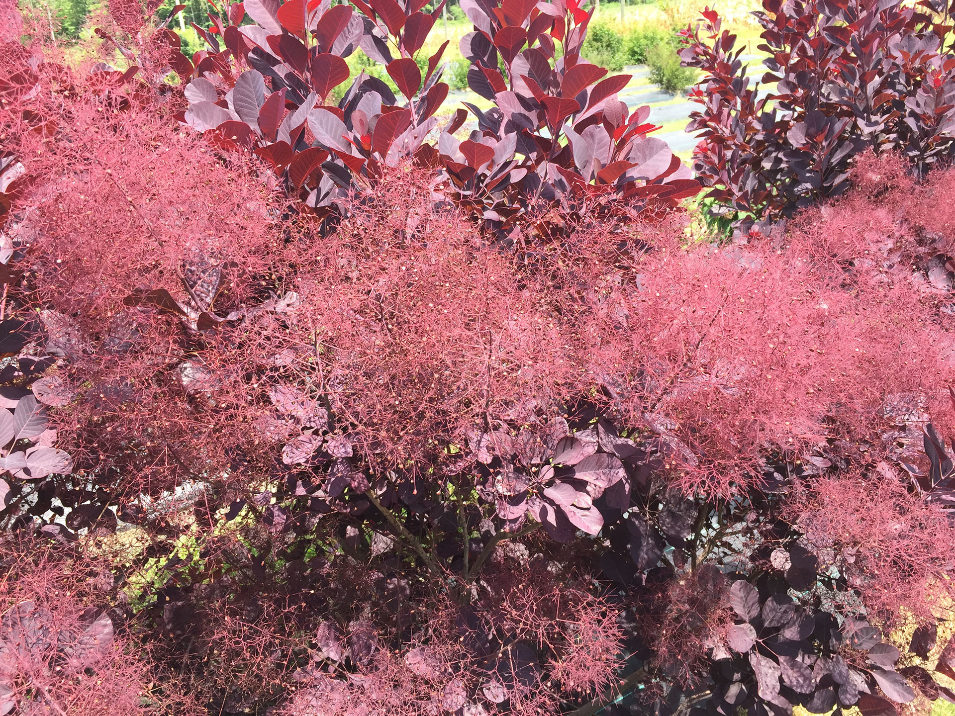 Image of Cotinus coggygria 'NCC01' (Winecraft Black® Smoke Bush) smoke bush