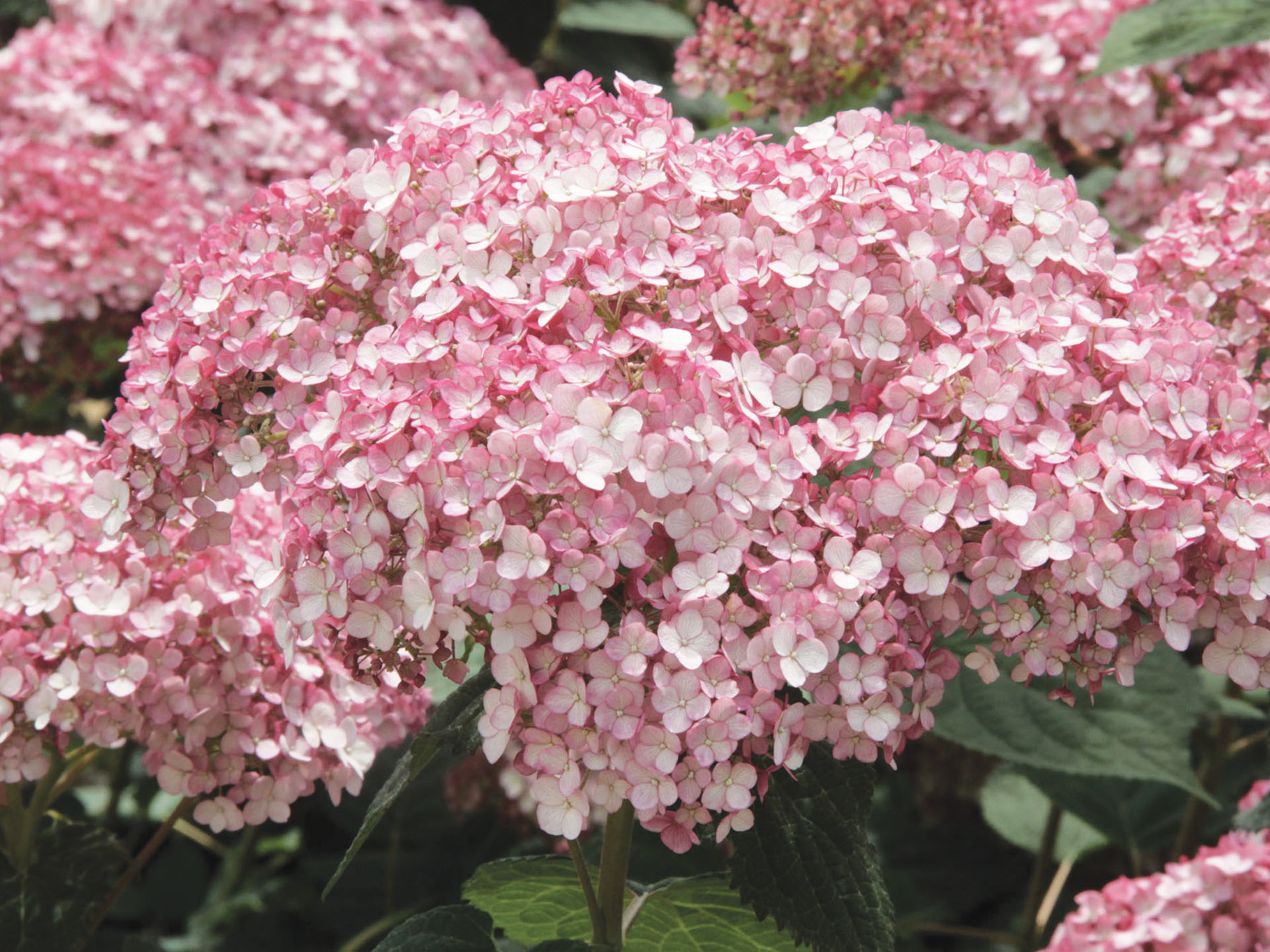 Image of Hydrangea arborescens sweet annabelle in a vase