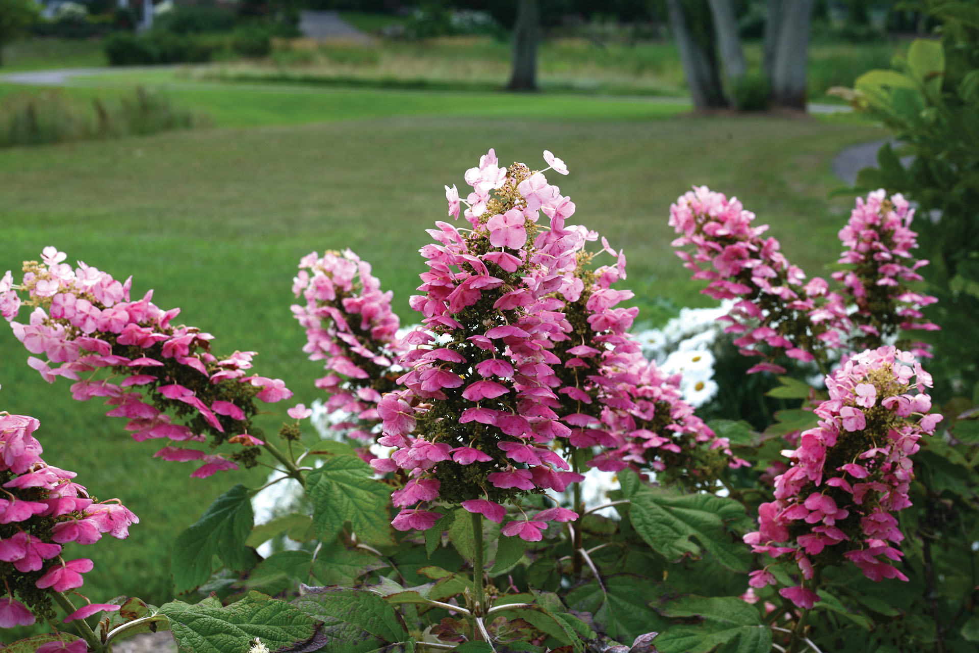 Image of Gatsby pink hydrangeas 1