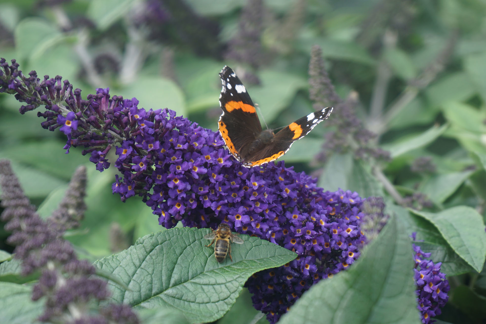 Garden inspiration & ideas Butterflies and bees Proven Winners