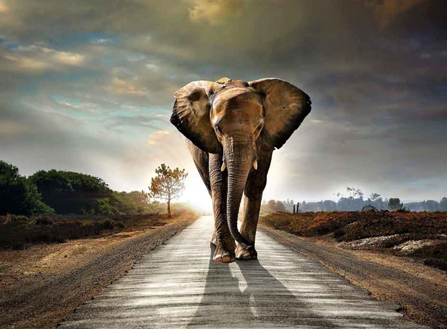 Elephant Road foto-art plexiglas