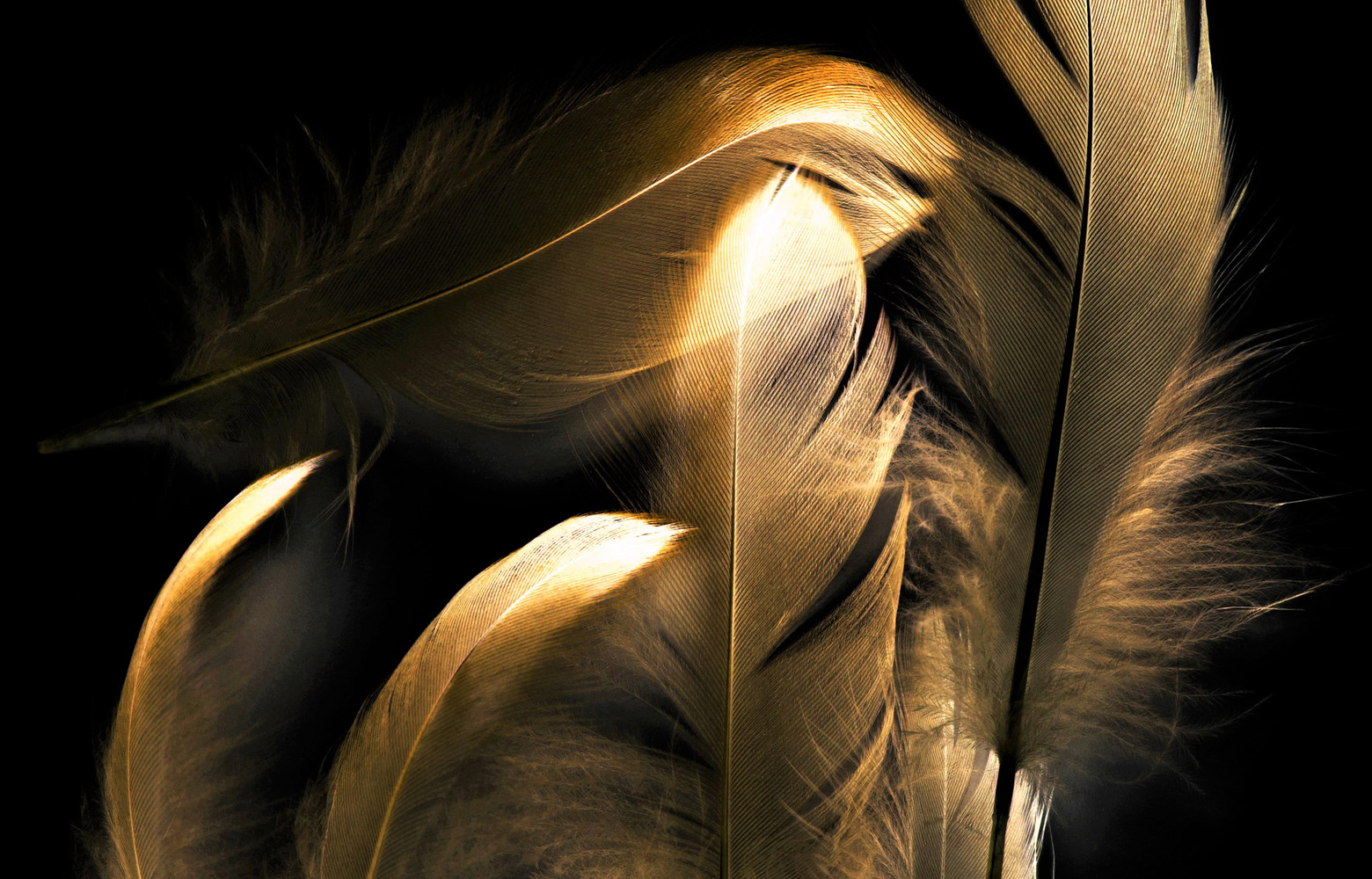 Golden feathers op plexiglas