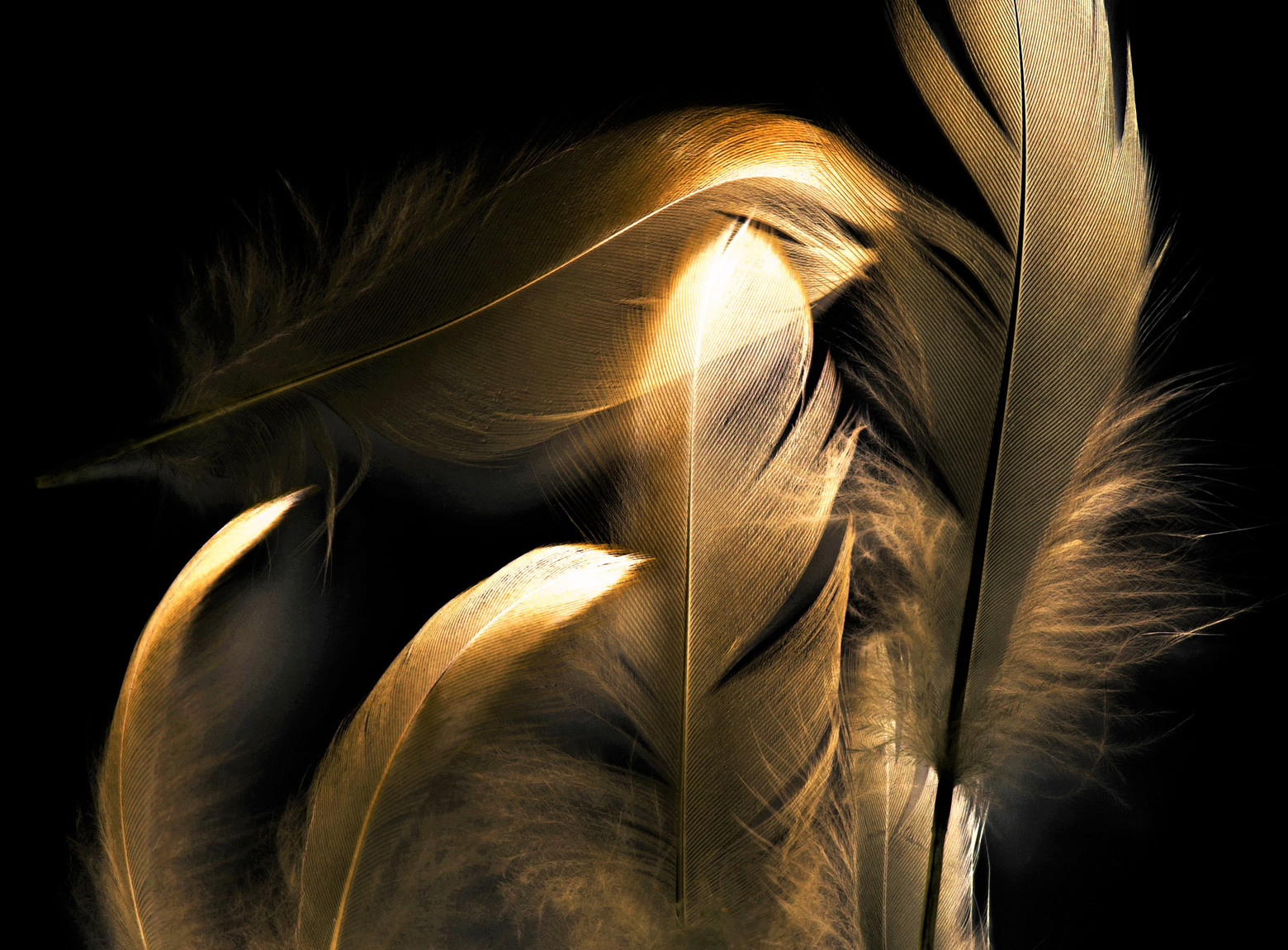 Golden feathers op plexiglas