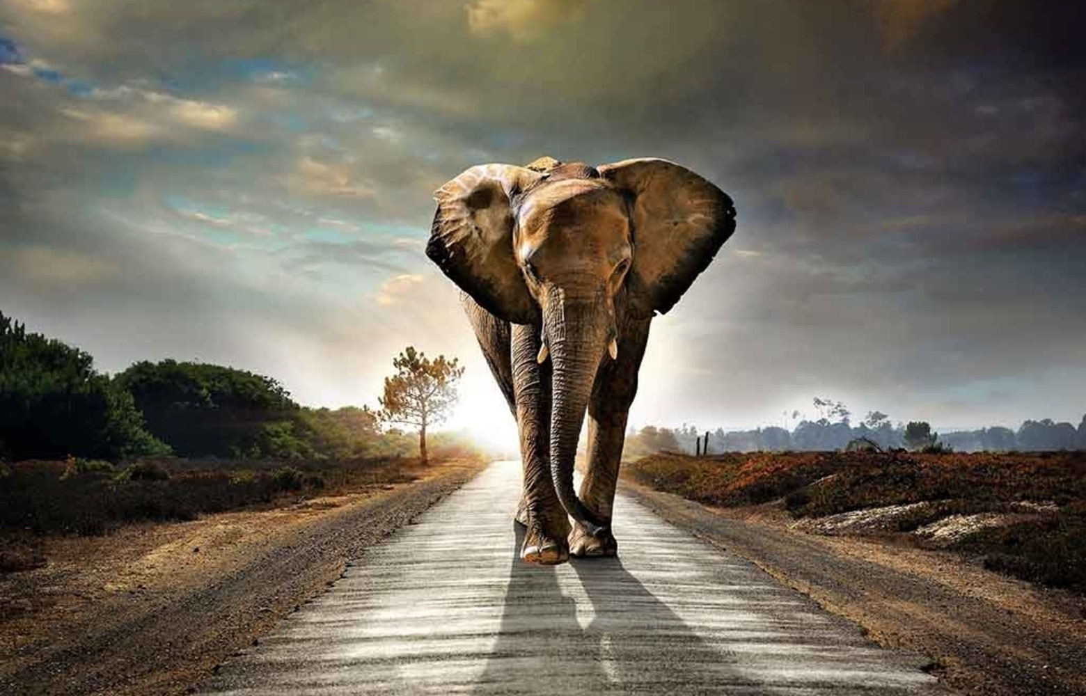 Elephant Road foto-art dibond