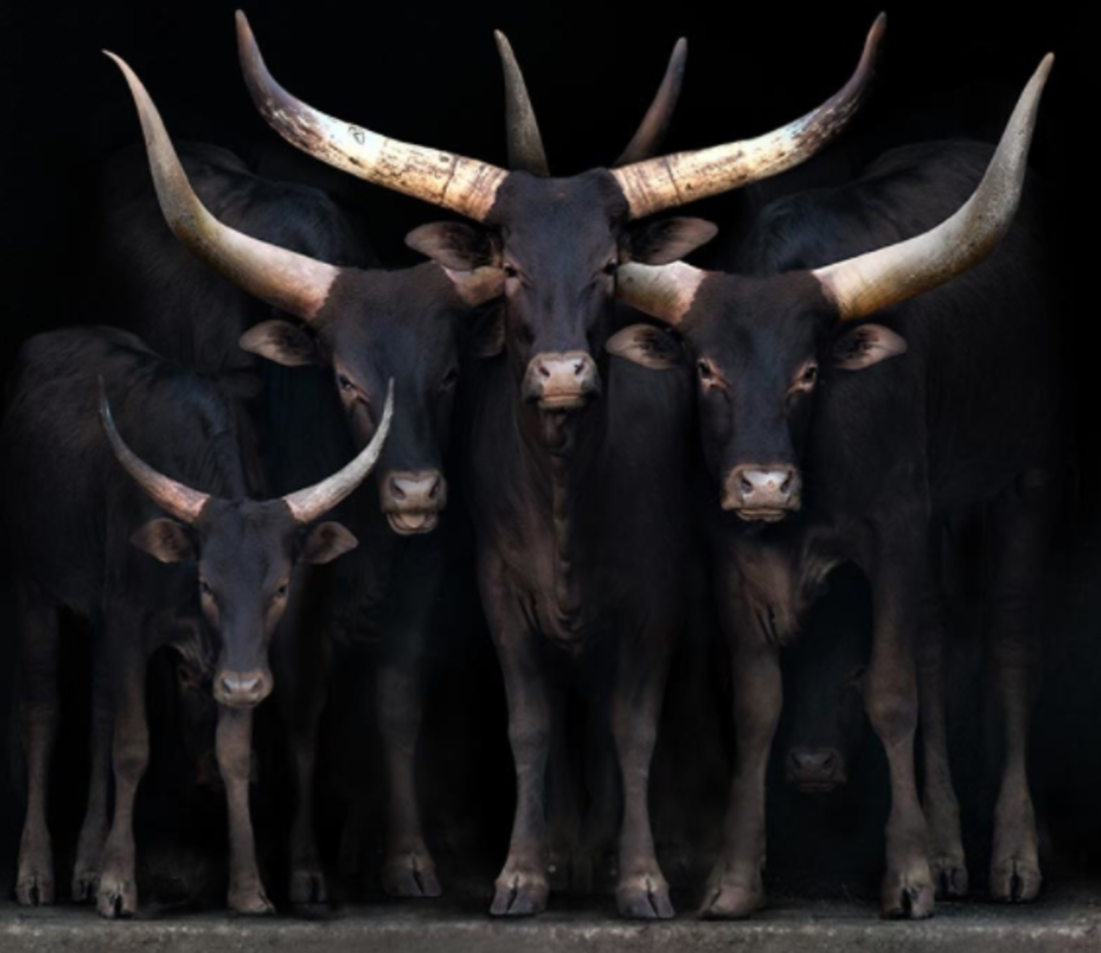 African Cattle foto-art op dibond