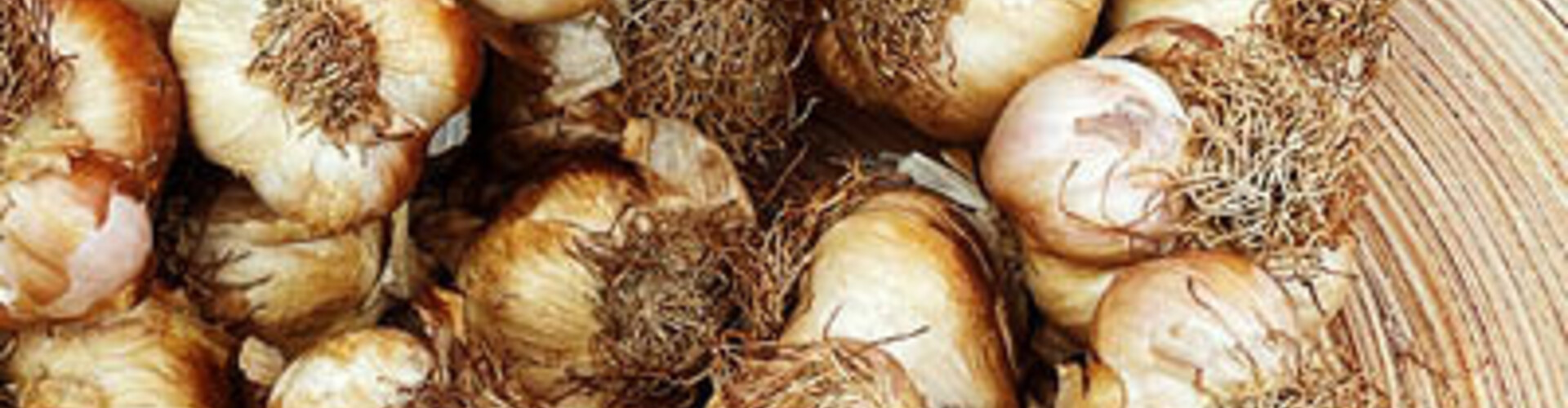 Gerookte knoflook: smaak, gebruik en praktische tips
