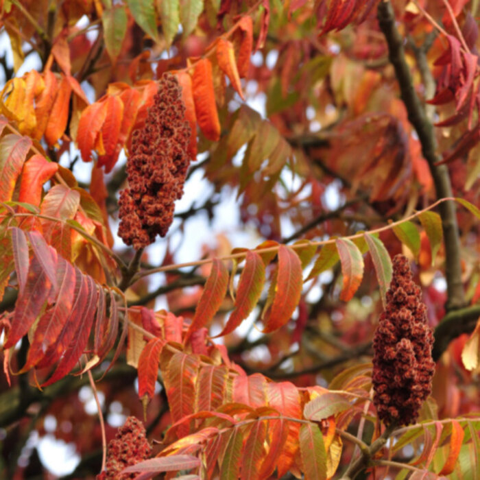 De Kruidenshop Frisse, zure smaakmaker – 100% pure Sumak voor creatieve thuiskoks