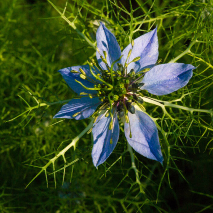 De Kruidenshop Nigellazaad – krachtige zwarte komijn vol smaak en gezondheid