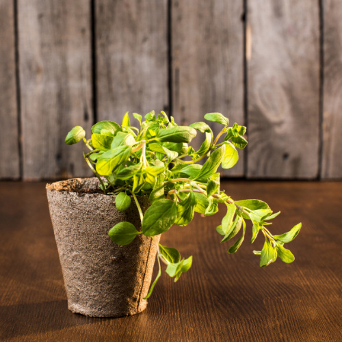 De Kruidenshop Gedroogde oregano voor pizza, pasta en mediterrane gerechten