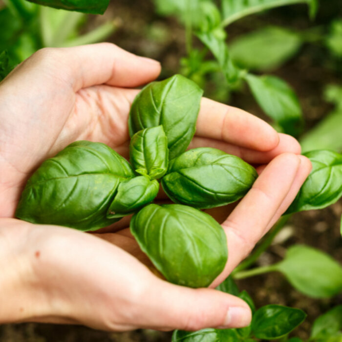De Kruidenshop Gedroogde basilicum voor pasta, pizza en tomaat